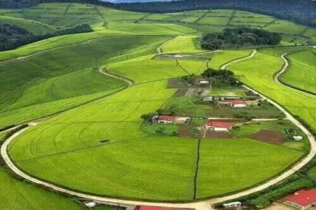 tea farm
