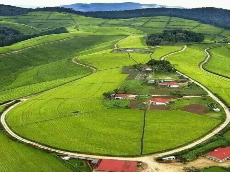 tea farm