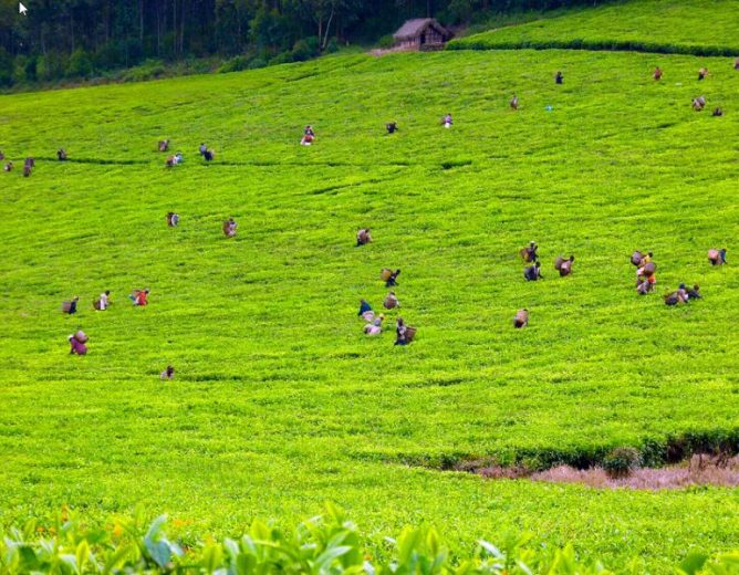 Crop production within the municipality