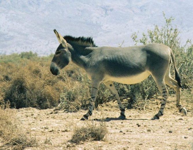 Animal (livestock) rearing and Fishery